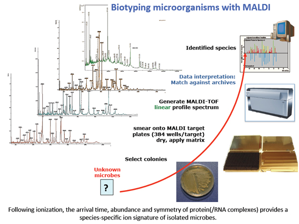 Diagram of biotyping microorganisms with MALDI